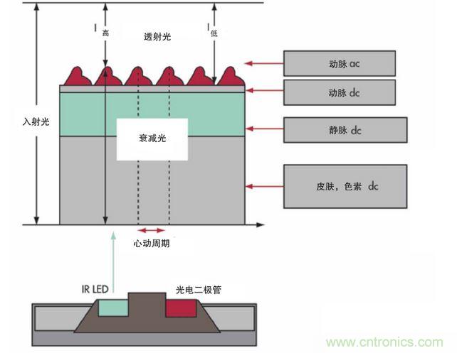 可以用發(fā)光二極管 （LED） 來照亮皮膚，然后測量反射到一個(gè)光電二極管的光量來監(jiān)測每個(gè)心動周期