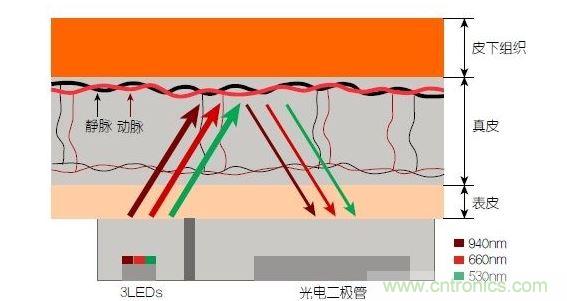 反射光脈搏測量原理。傳感器發(fā)出的光透過皮膚和組織，一部分被吸收，一部分被反射回檢測器。因為動脈中的血流量隨心臟的每次跳動會有所變化，因此光線被吸收的量以及檢測器收到的信號強度也會隨之發(fā)生改變。綠光可以在手腕處提供最佳結(jié)果，而紅光和紅外光一般用于手指測量。 8