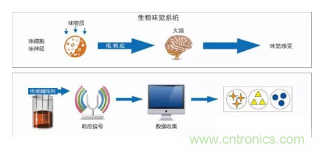 仿生傳感器的定義、原理、分類及應(yīng)用