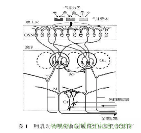 仿生傳感器的定義、原理、分類及應(yīng)用